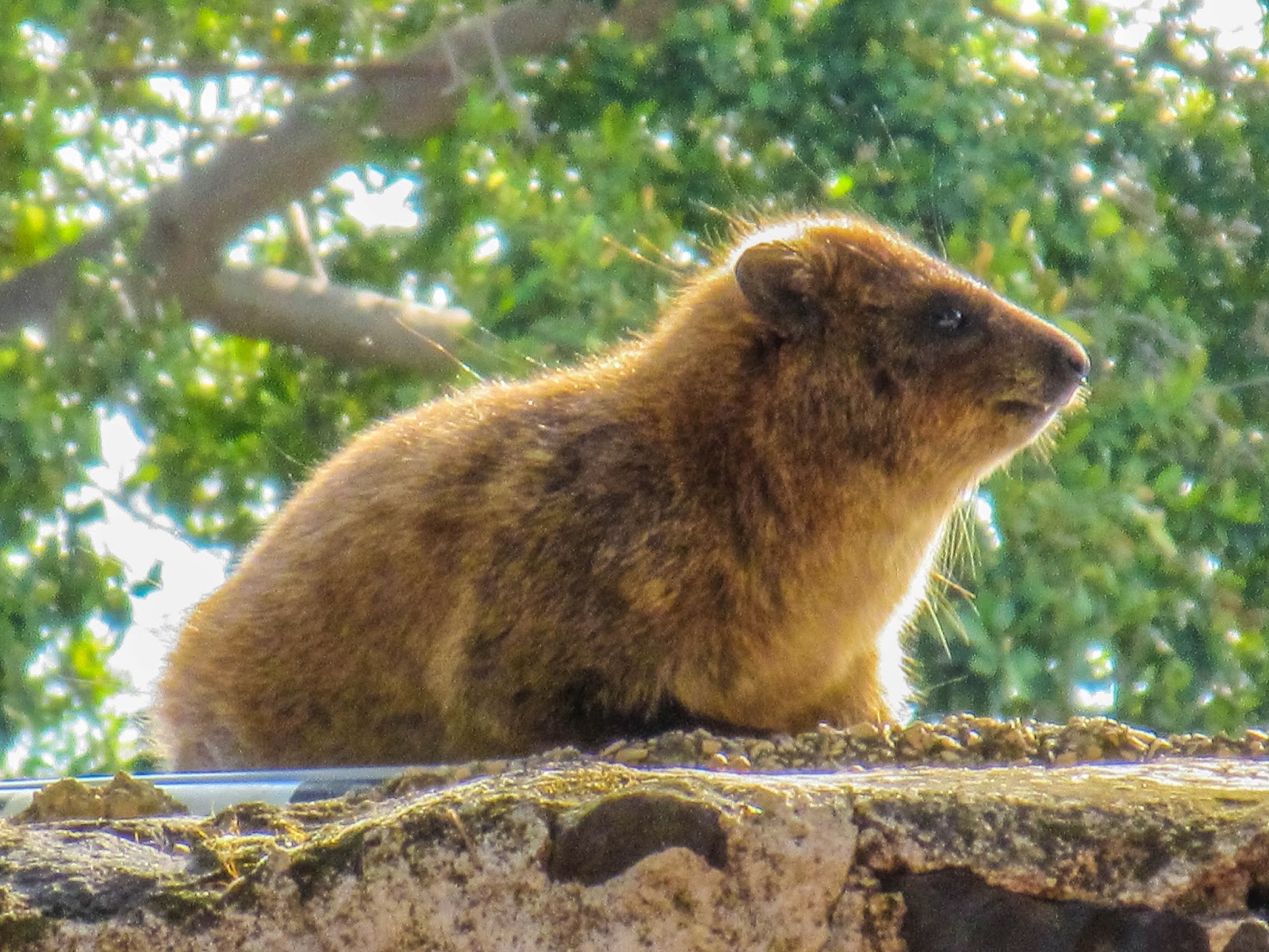 上图:加利利地区的岩蹄兔(Rock Hyrax)。蹄兔(Hyraxes)又叫岩狸,外形像兔,足有软掌,便于在岩石间跳跃行走。加利利海附近有许多岩石堆,有大量岩蹄兔在此安家。因为中国没有这种动物,所以音译为「沙番」。