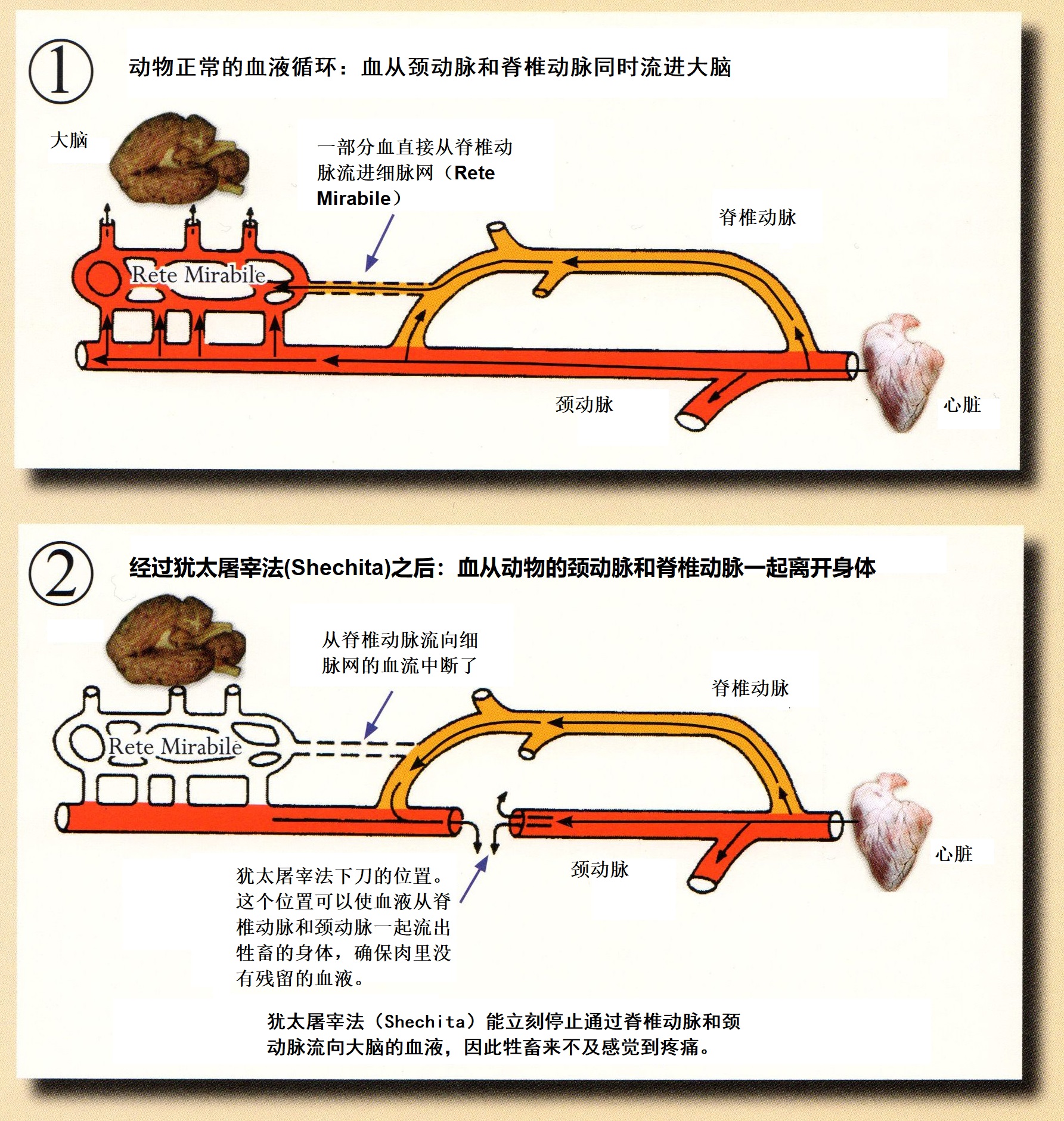 上图:按犹太屠宰法(Shechita)屠宰的牲畜,能使大脑在收到疼懂信号之前就停止供血,因此动物来不及感觉到疼痛。这个方法比现代的电击法带给牲畜的疼痛更少,并且更加干净。动物的血很容易在生产、运输的环节被污染,从屠宰场到厨房,一路上的灰尘、细菌、杂质都可能混进血里,而且无法清洗。因此吃血的健康风险很高。