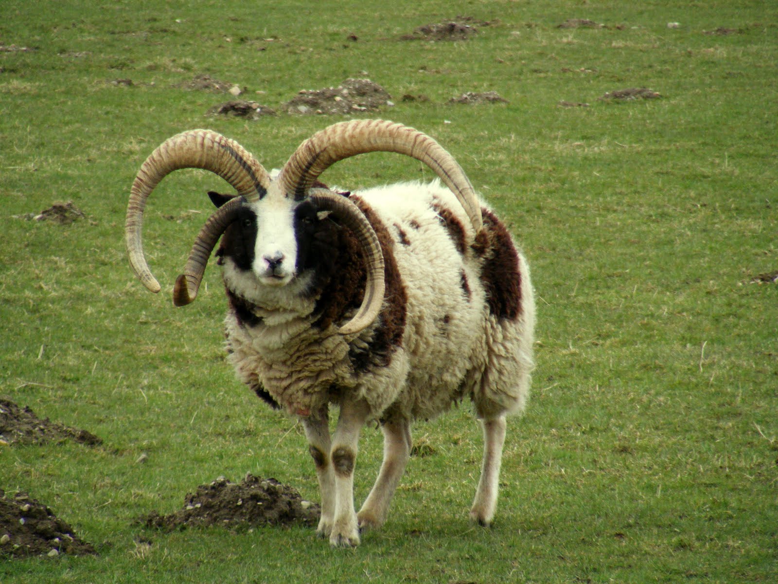 上图:长着四只角的雅各羊(Jacob Sheep)。雅各羊是一种珍稀的古老品种,全身有黑白相间的斑点,最接近雅各当初所饲养的羊。根据基因鉴定,雅各羊的原产地是古代叙利亚,即拉班的家乡哈兰附近。这种羊可能被雅各从哈兰带到迦南地,又随着雅各下埃及被带到北非,然后从北非被带到西班牙,接着被带到英国,继而被带到了加拿大,最后于2016年被带回以色列。
