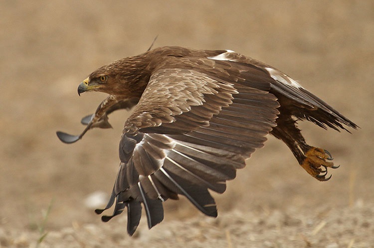 上图:小乌雕(Lesser spotted eagle)是以色列常见的一种鹰。以色列位于欧亚大陆与非洲大陆之间鸟类迁徙的主要路线上,每年有三十多种鹰经过这里。古代以色列人对鹰非常熟悉,圣经中经常出现鹰的比喻。