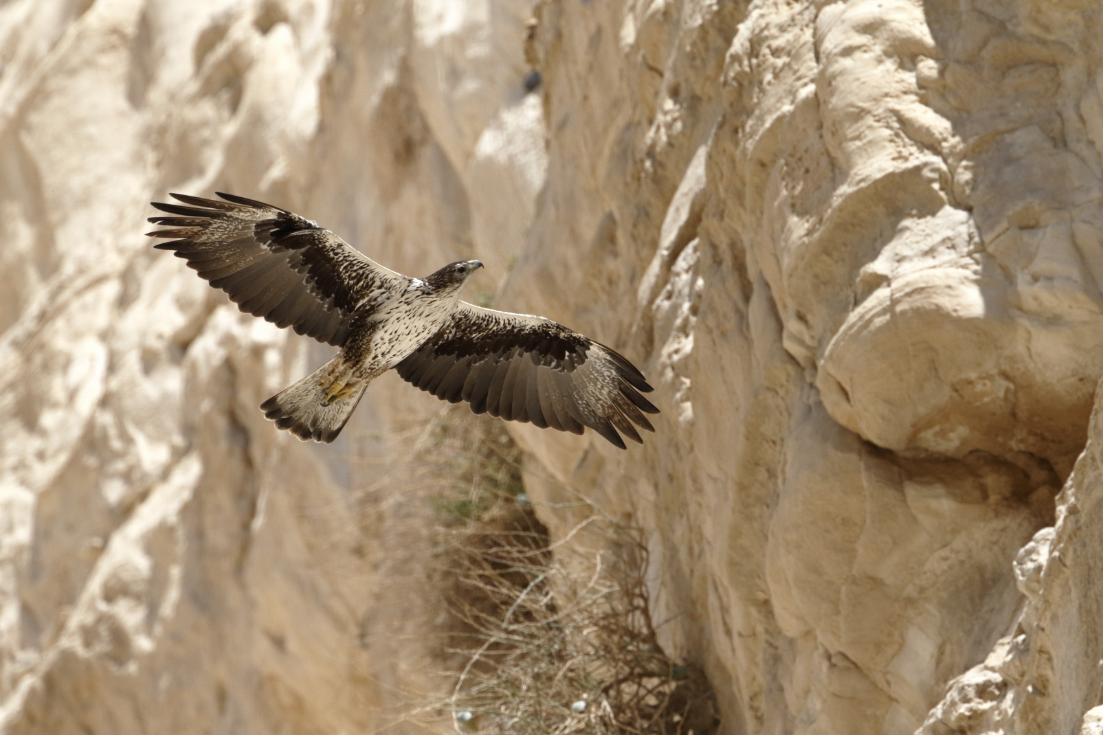 上图:一只白腹隼雕(Bonelli's eagle)在以色列中南部的山岩之间飞翔,摄于2015年3月。以色列位于欧亚大陆与非洲大陆之间鸟类迁徙的主要路线上,每年有三十多种鹰经过这里。古代以色列人对鹰非常熟悉,圣经中经常出现鹰的比喻。但以色列并没有白头鹰。
